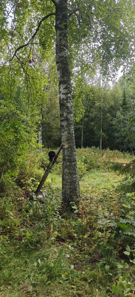 Koivun runko valmiina kaatoon puunkaatotyökalun kanssa metsässä.