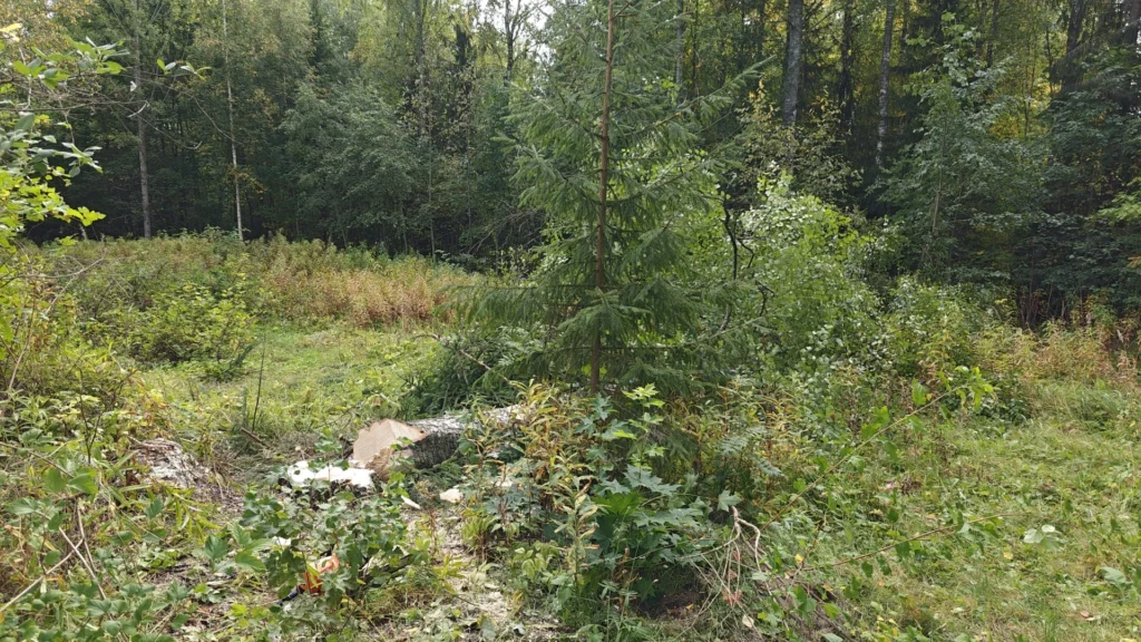 Raivattu metsätontti kaadetun puun kannon kanssa.